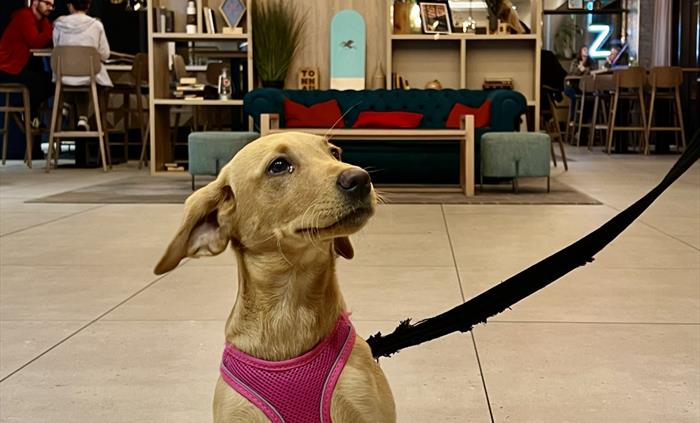 IxoraHotelandSpaDogFriendly